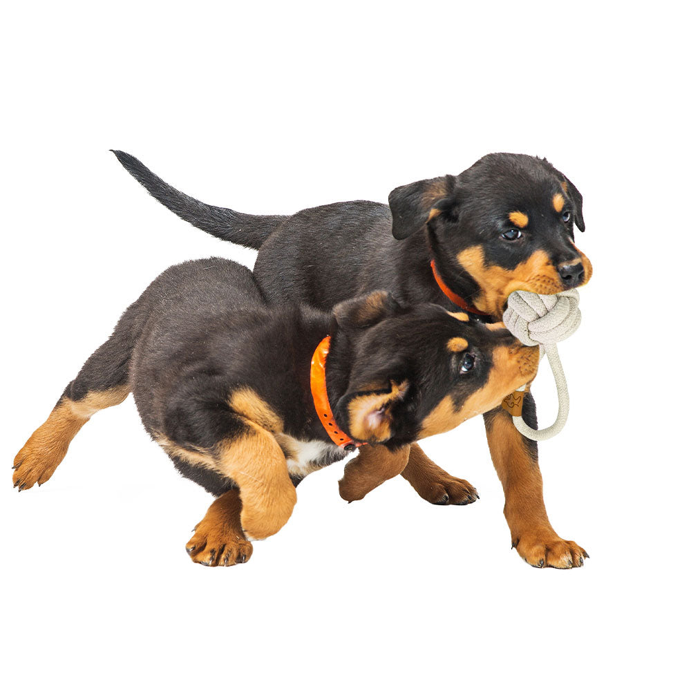 Rethink Pet Eco-Ball Dog Toy
